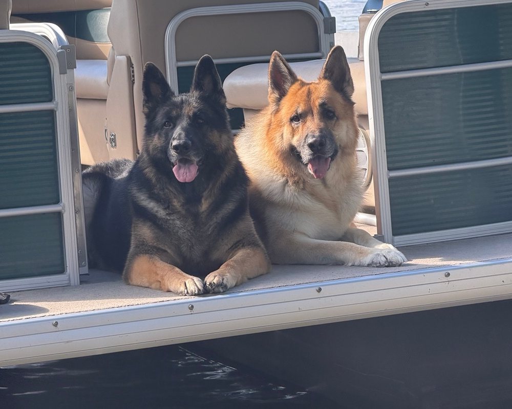 Two German Shepherds resting together on the deck of a boat.